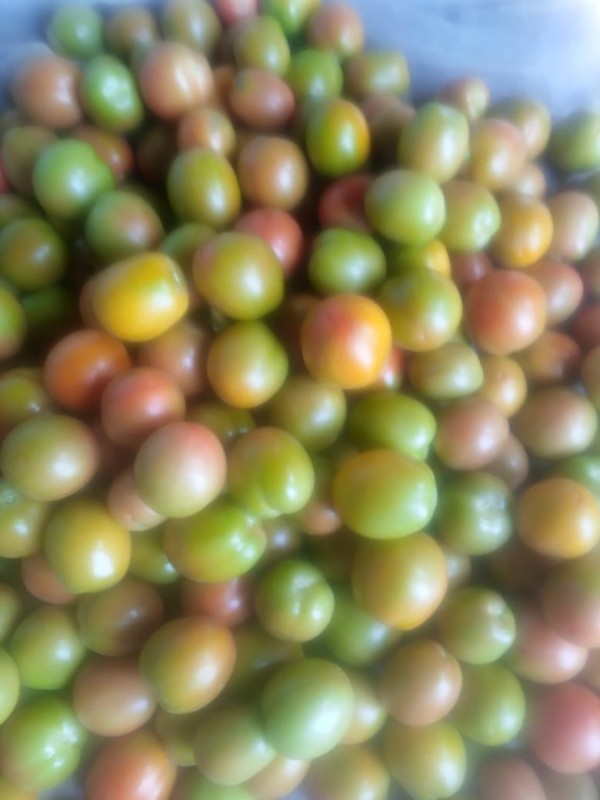 fresh tomatoes from Kenya